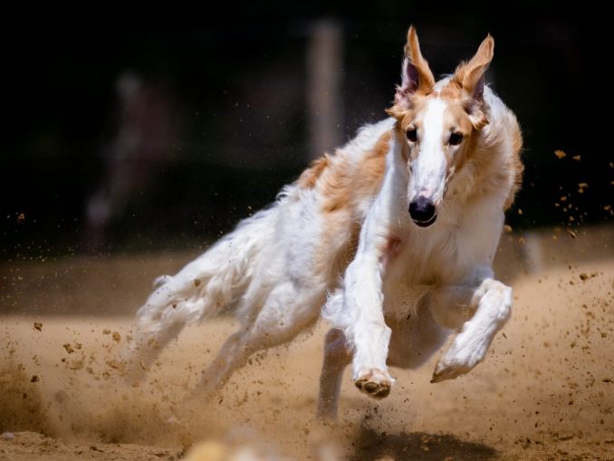dog-5442450_1920