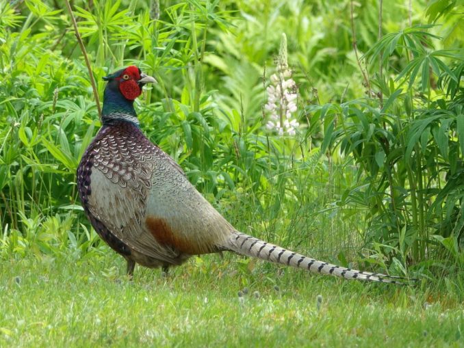 ring-necked-pheasant-5325800_1280