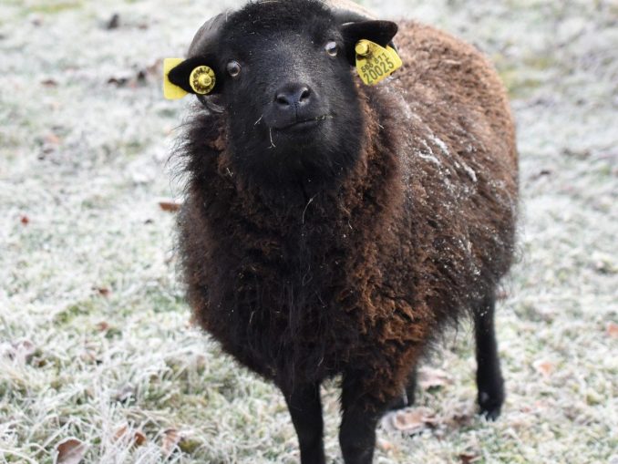 sheep-3912067_1280 Über 400 zweifelhafte Angebote und einige unseriöse Händler sind inzwischen von den Internetmarktplätzen verschwunden. (c) Pixabay