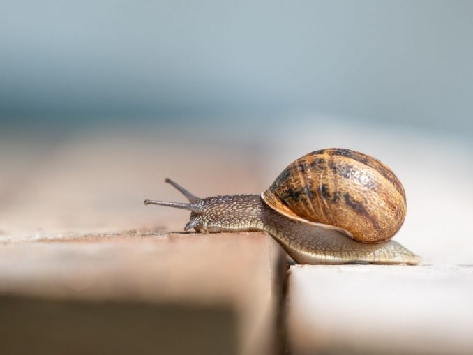 snail-6191155_1920