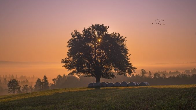 Mit KI-unterstützter ESG-Berichterstattung den CO2-Ausstoß im Griff. (c) David Kacs / Pixabay
